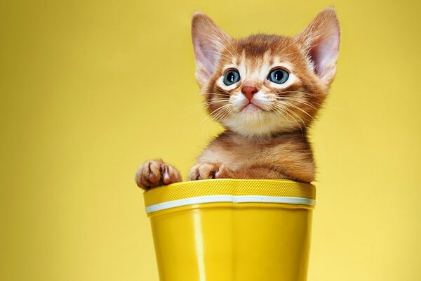 Chaton drôle dans un verre jaune