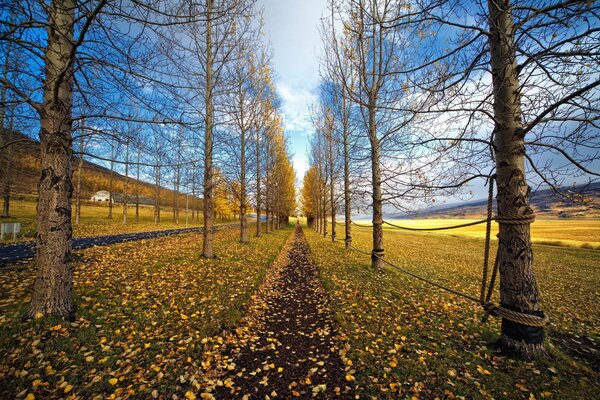 Camino de otoño de hojas caídas en el fondo de un Prado amarillento