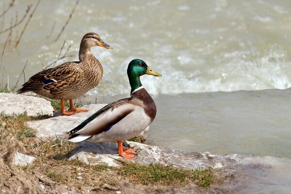 Coppia sposata in un abbeveratoio vicino al fiume