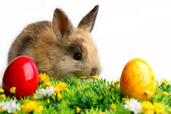 Osterhase mit gefärbten Eiern auf dem Rasen auf einem einfarbigen weißen Hintergrund