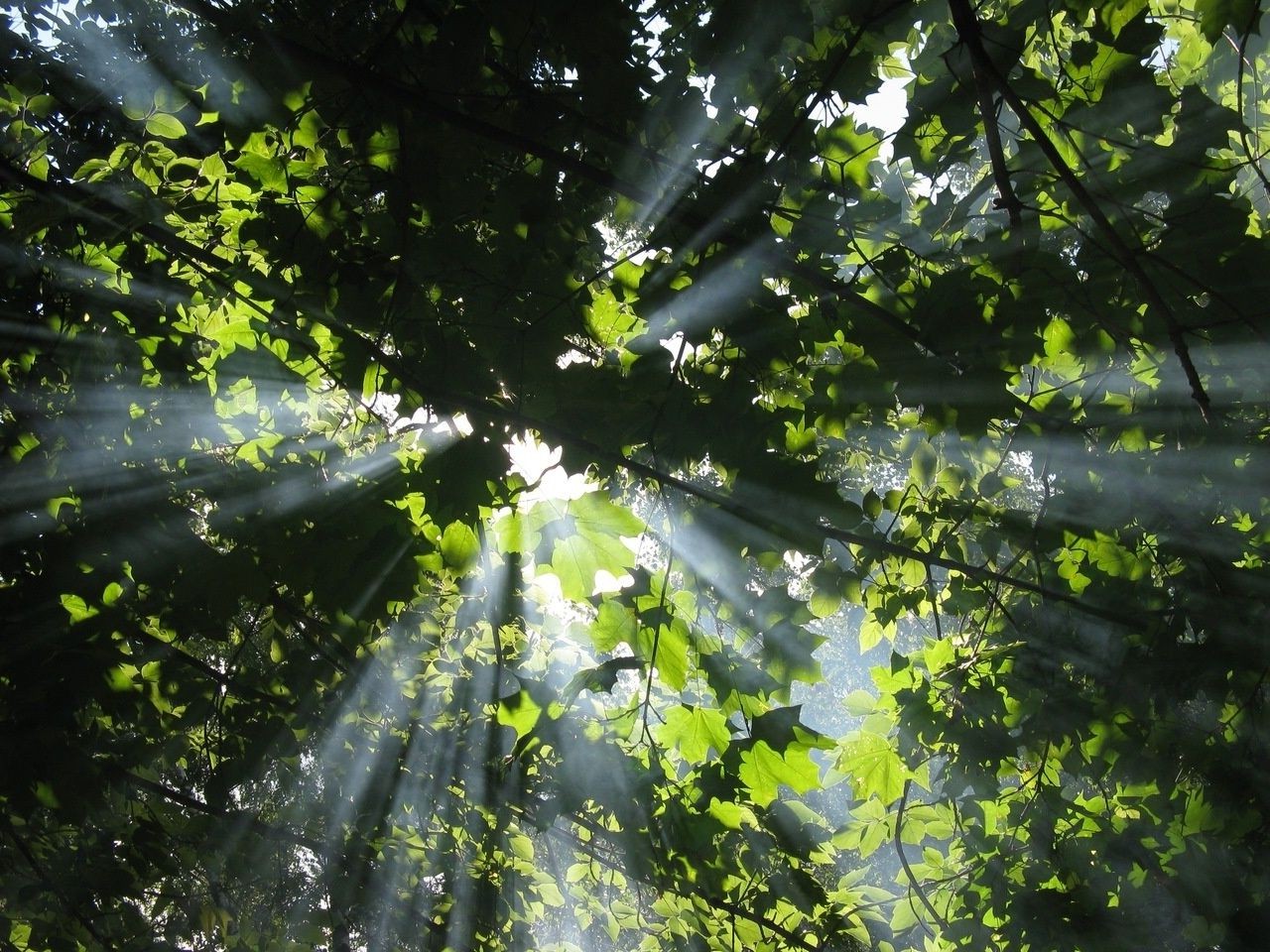 forêt feuille nature lumineux bois bois à l extérieur luxuriante paysage aube beau temps flore environnement couleur bureau parc été branche soleil croissance