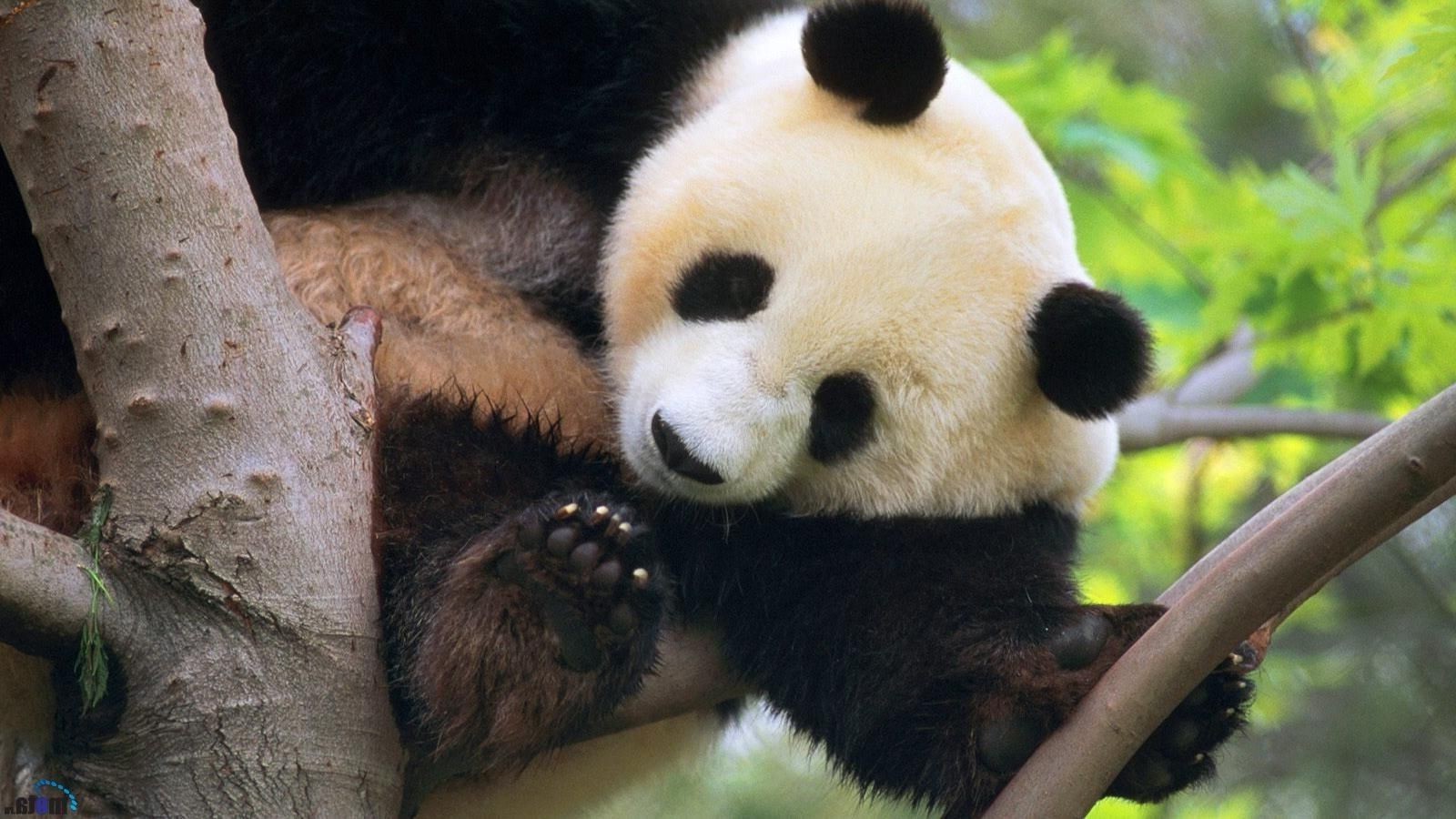 pflanzenfresser tierwelt säugetier zoo natur tier im freien wild baum holz porträt