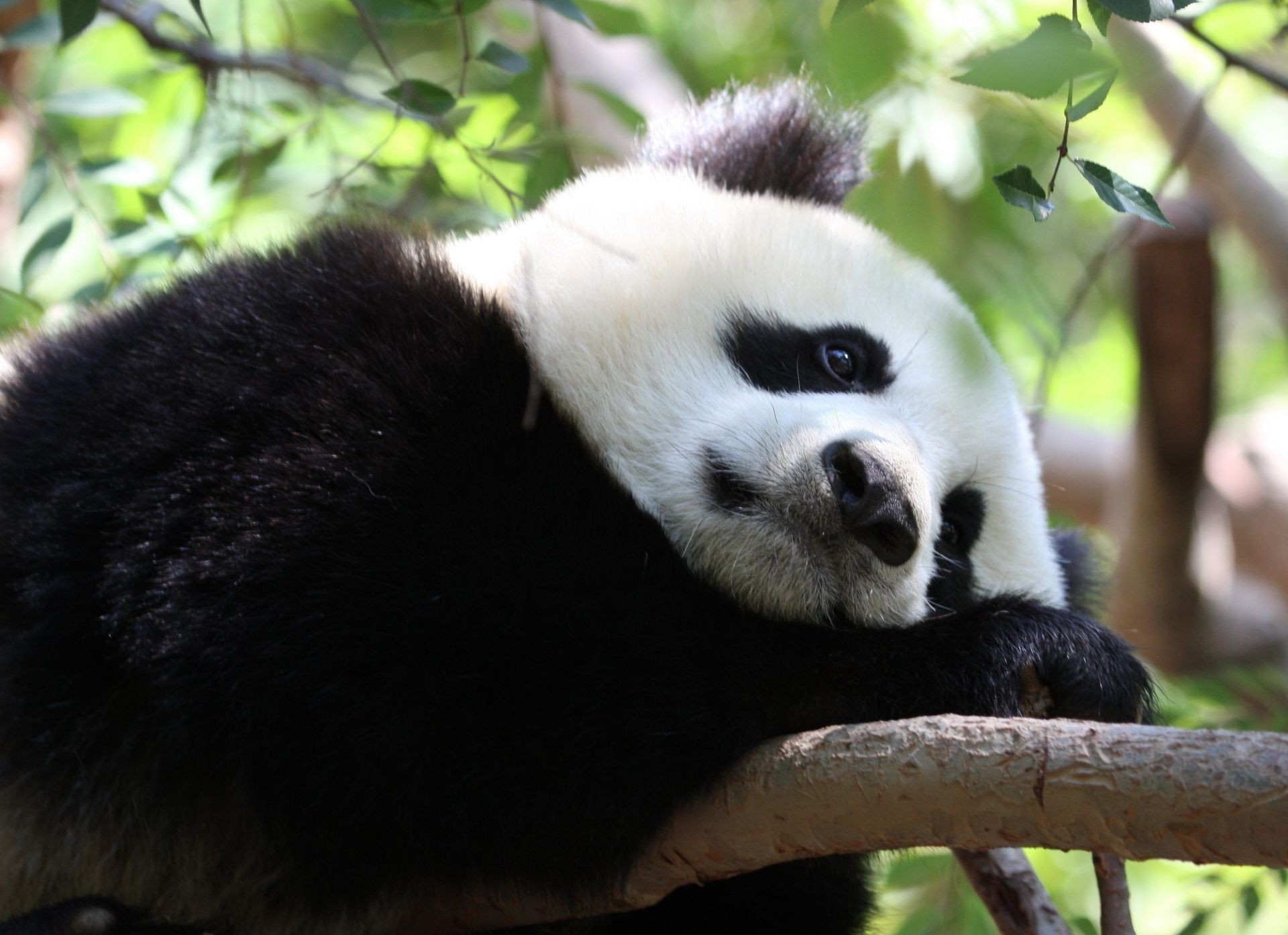 roślinożerne ssak dzika przyroda zoo zwierzę panda dziki prymas natura małpa słodkie zagrożone dżungla futro na zewnątrz portret drzewo gatunek kłuć las deszczowy