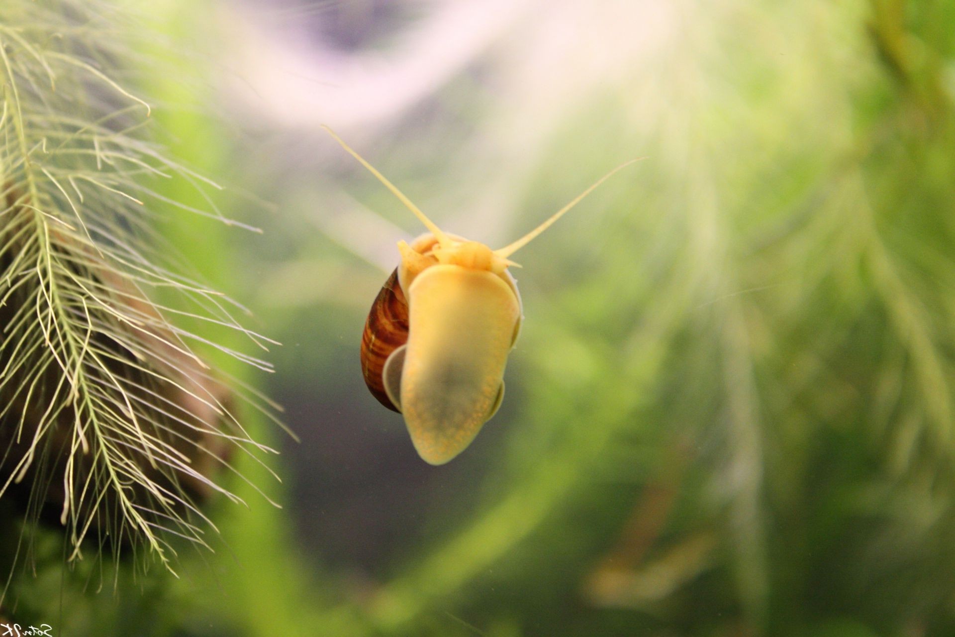 zwierzęta natura flora liść na zewnątrz zbliżenie lato kolor ogród kwiat drzewo