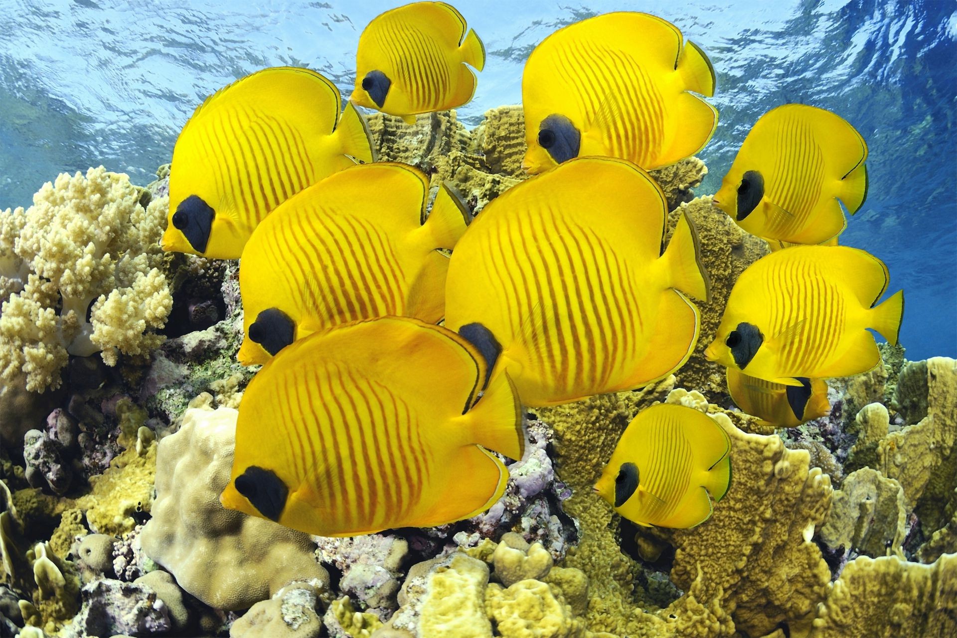 animaux sous-marin océan eau mer tropical nature poissons corail voyage beau temps couleur récif été