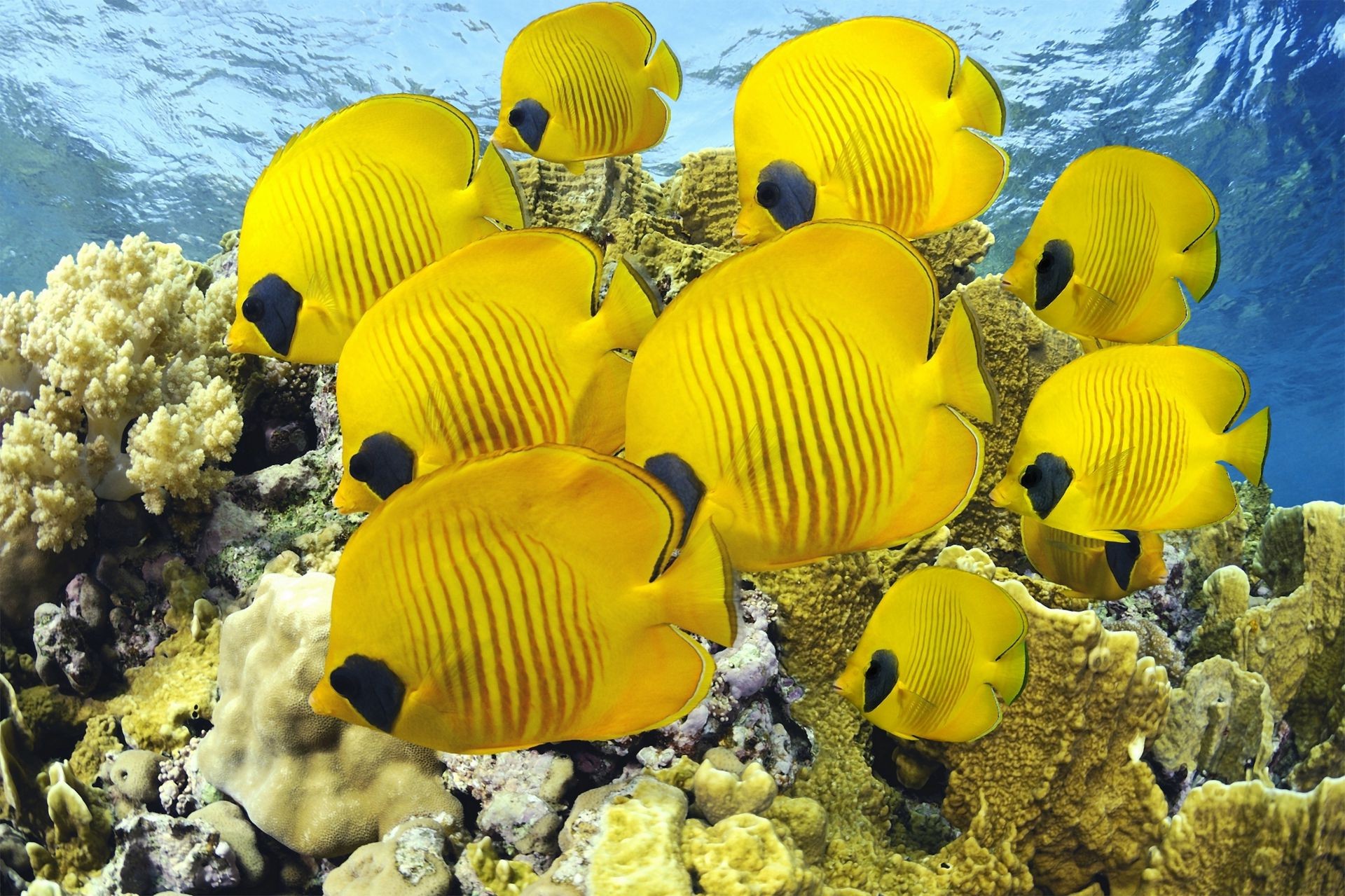 animals underwater ocean water sea tropical nature fish coral travel fair weather color reef summer