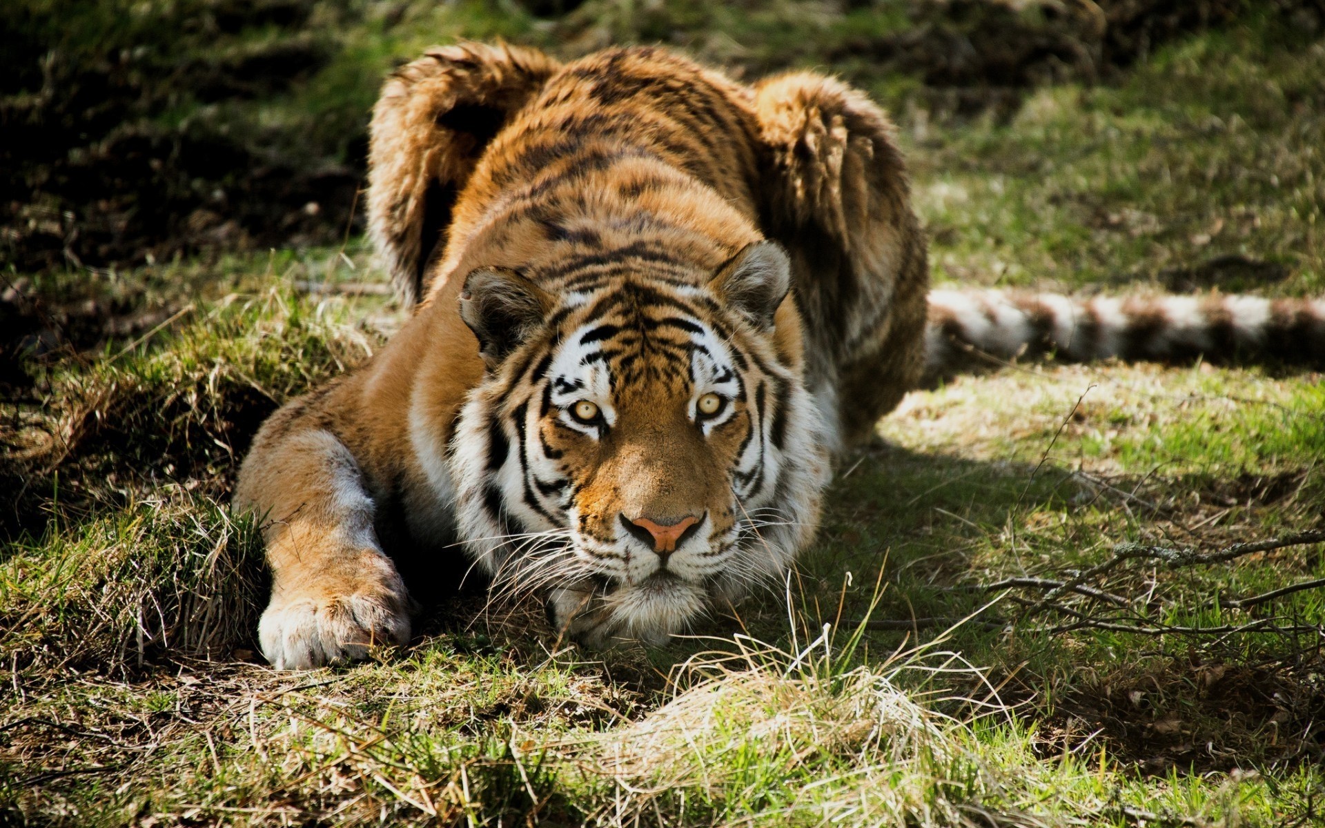 animali fauna selvatica mammifero gatto predatore selvaggio animale tigre cacciatore mangiatore di carne grande pelliccia natura giungla zoo safari pericolo caccia