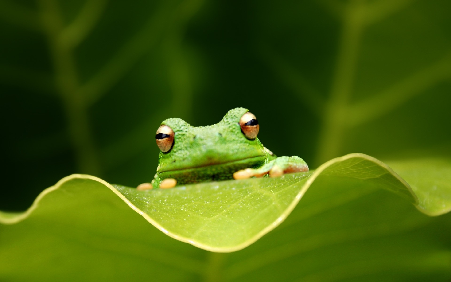 rettili e rane foglia natura insetto fauna selvatica ecologia pioggia rana all aperto animale