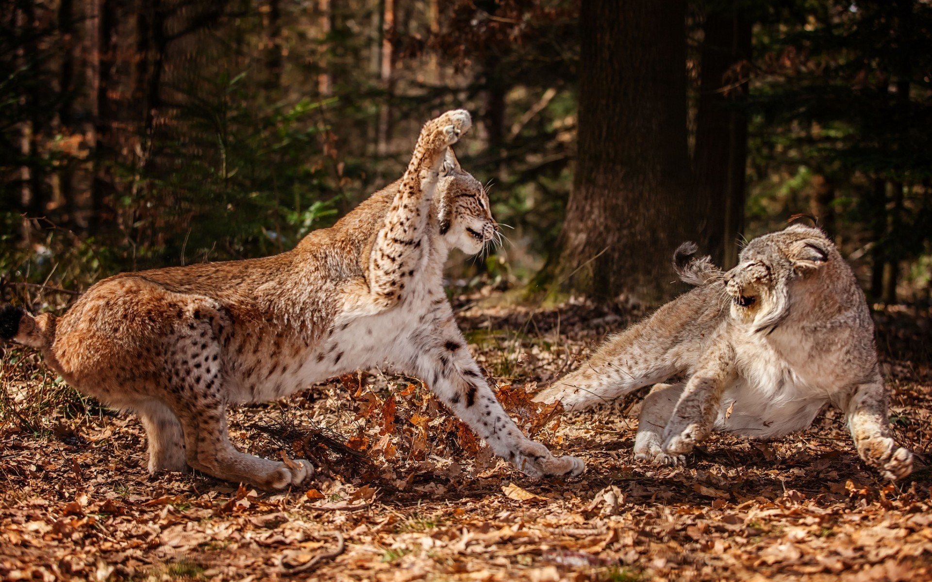 animaux nature faune mammifère sauvage prédateur bois chat mangeur de viande arbre animal à l extérieur chasseur portrait lynx