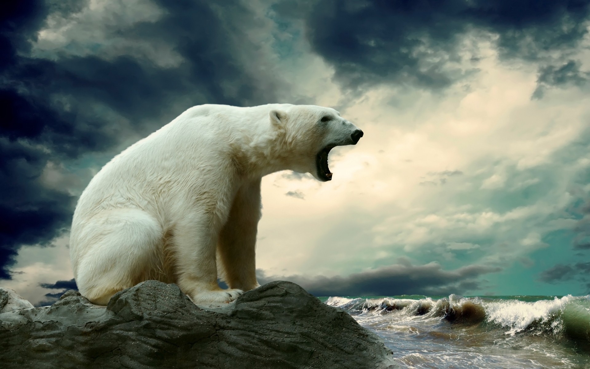 animals water nature mammal outdoors wildlife polar bear bear