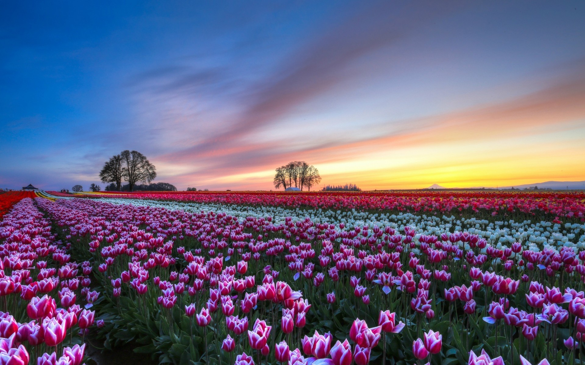 flowers flower nature tulip field summer outdoors flora landscape bright rural garden fair weather growth sun season agriculture floral leaf color tulips sunset