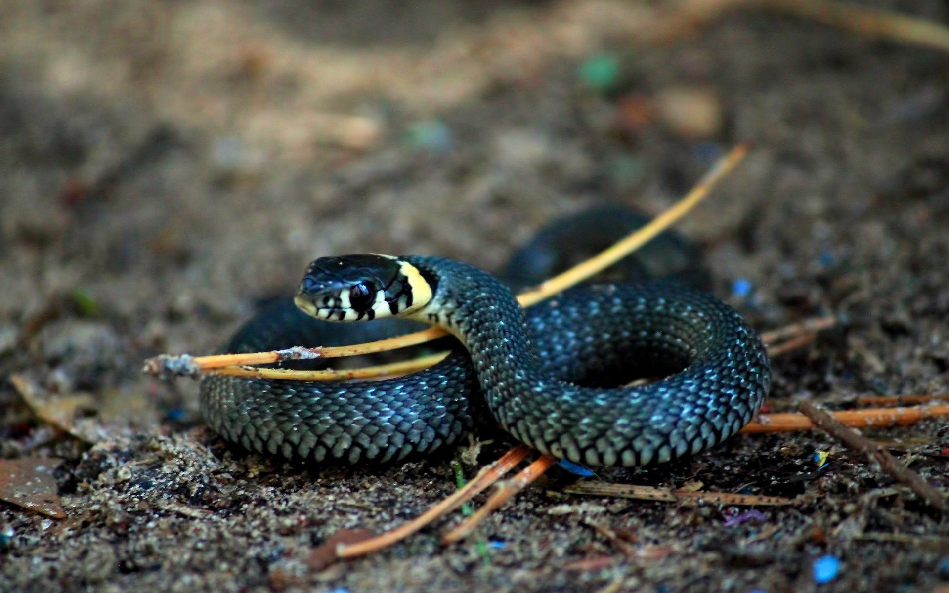 reptiles and frogs snake reptile wildlife nature animal close-up desktop outdoors