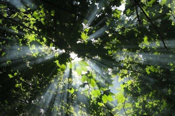 I raggi del sole si fanno strada attraverso il fitto fogliame degli alberi