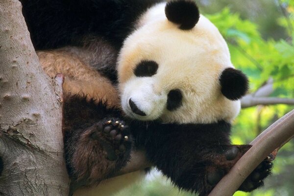 Mignon Panda assis sur un arbre