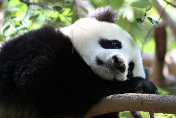 Sad panda resting on a branch