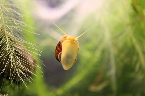 Bild einer Schnecke, die über das Glas kriecht