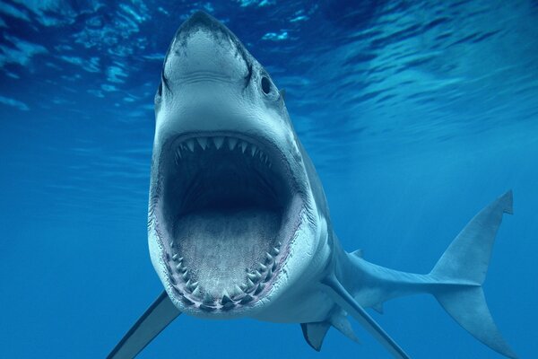 Great White shark by water