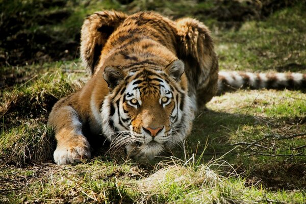 Großer erwachsener Tiger auf Gras