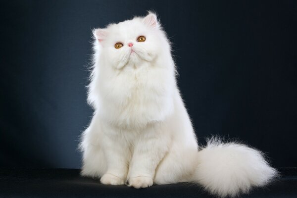 A cat on a black background. Animal