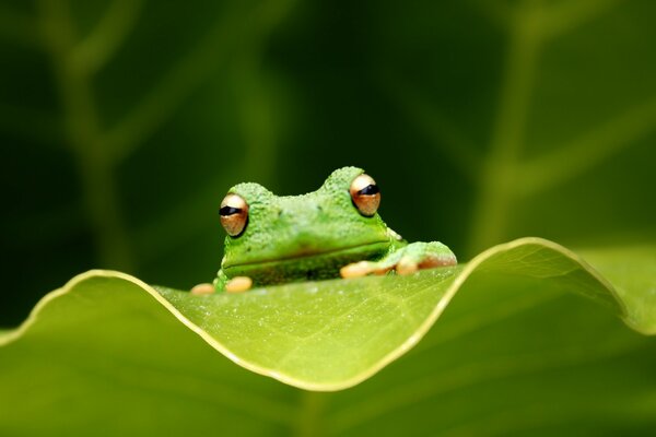 Ein grüner Frosch sieht dich über den Bildschirm an