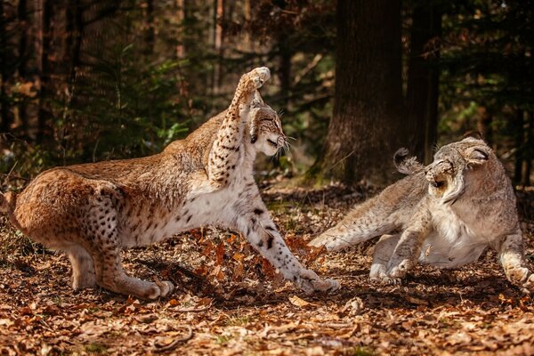 Enfrentamiento de animales en la naturaleza