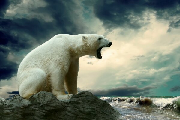 Oso polar en la naturaleza junto al agua