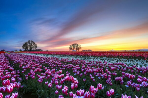 Das Feld der rosa Tulpen geht in die Ferne