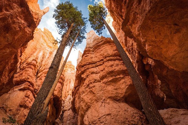 Montañas, cañones de viaje y árboles centenarios