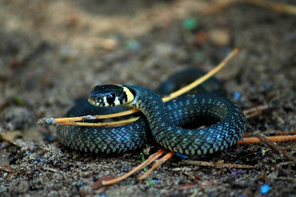 Eu me transformei em uma cobra amarela