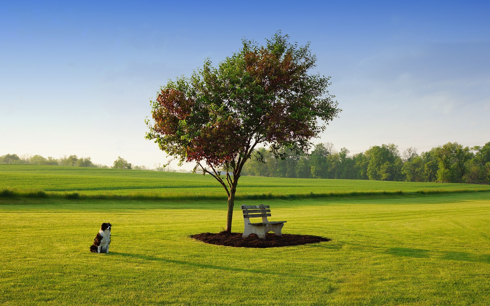 chien paysage herbe arbre golf foin champ rural nature campagne pelouse pays été ciel à l extérieur l agriculture environnement scénique horizon parc