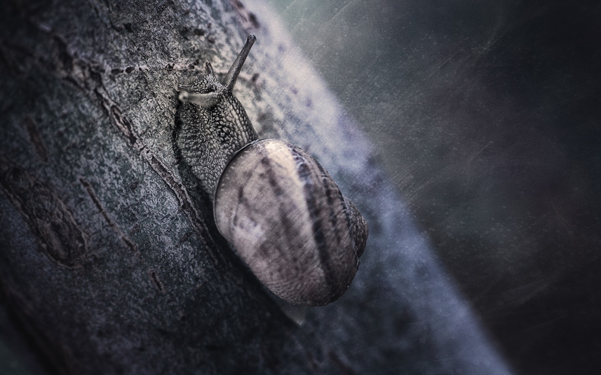 animaux nature invertébrés bureau gros plan escargot