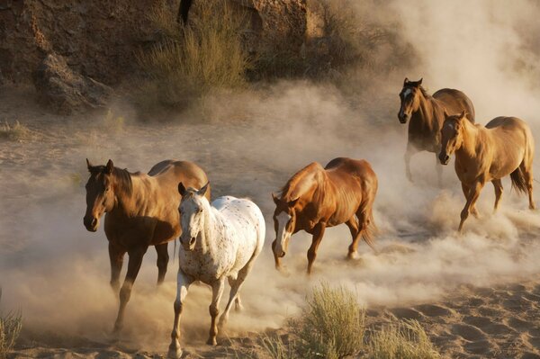 قطيع من الخيول أثار الغبار