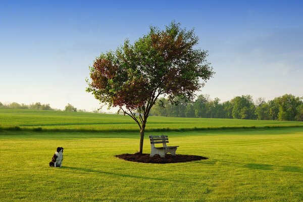 Ein einsamer Baum auf einer Wiese und ein Hund