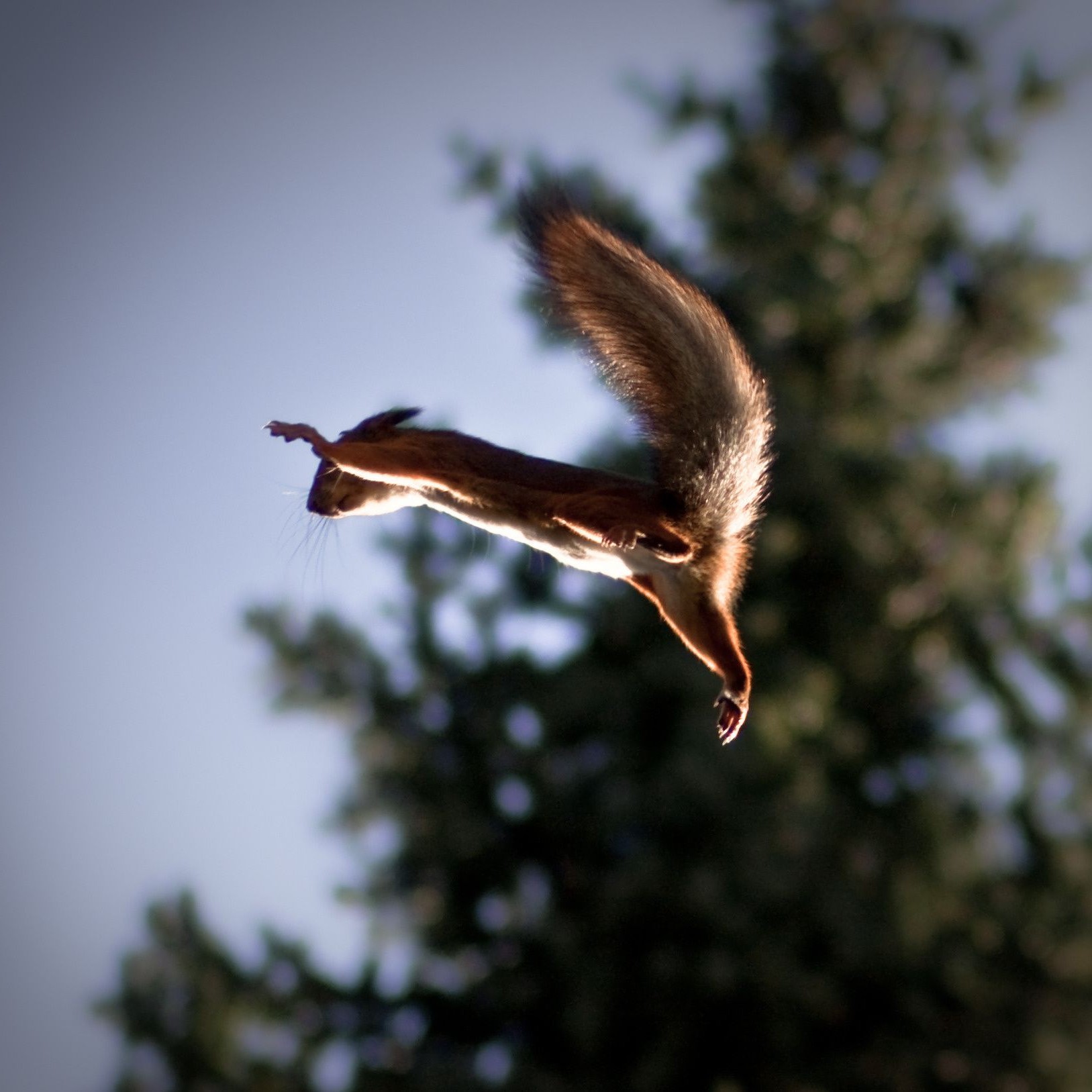 écureuil oiseau ciel la faune la nature vol à l extérieur animal soleil voler liberté un coucher de soleil plume arbre aile lumière du jour aigle été beau temps