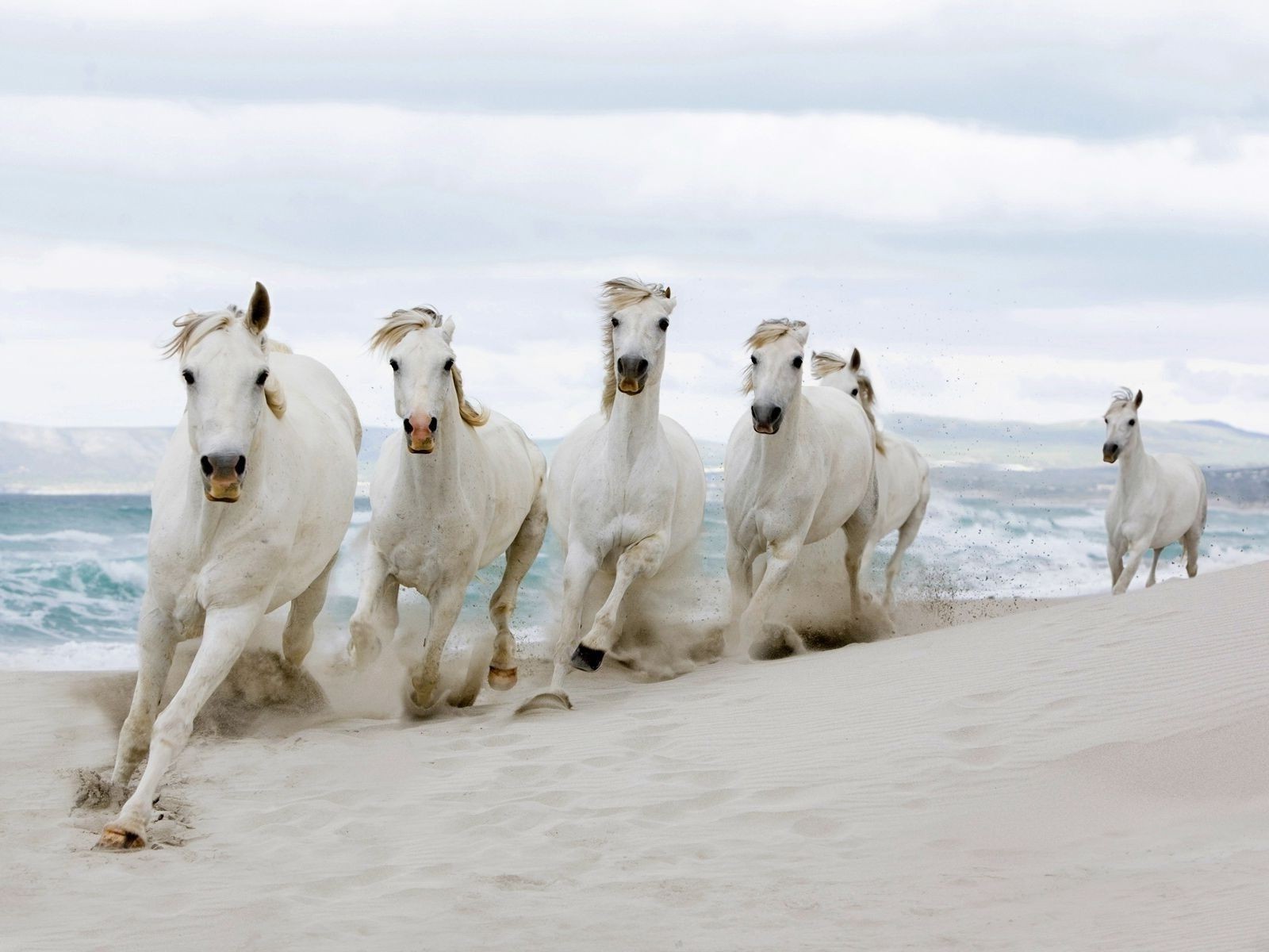 caballo mamífero animal perro nieve invierno naturaleza al aire libre correr mascota acción dos mare