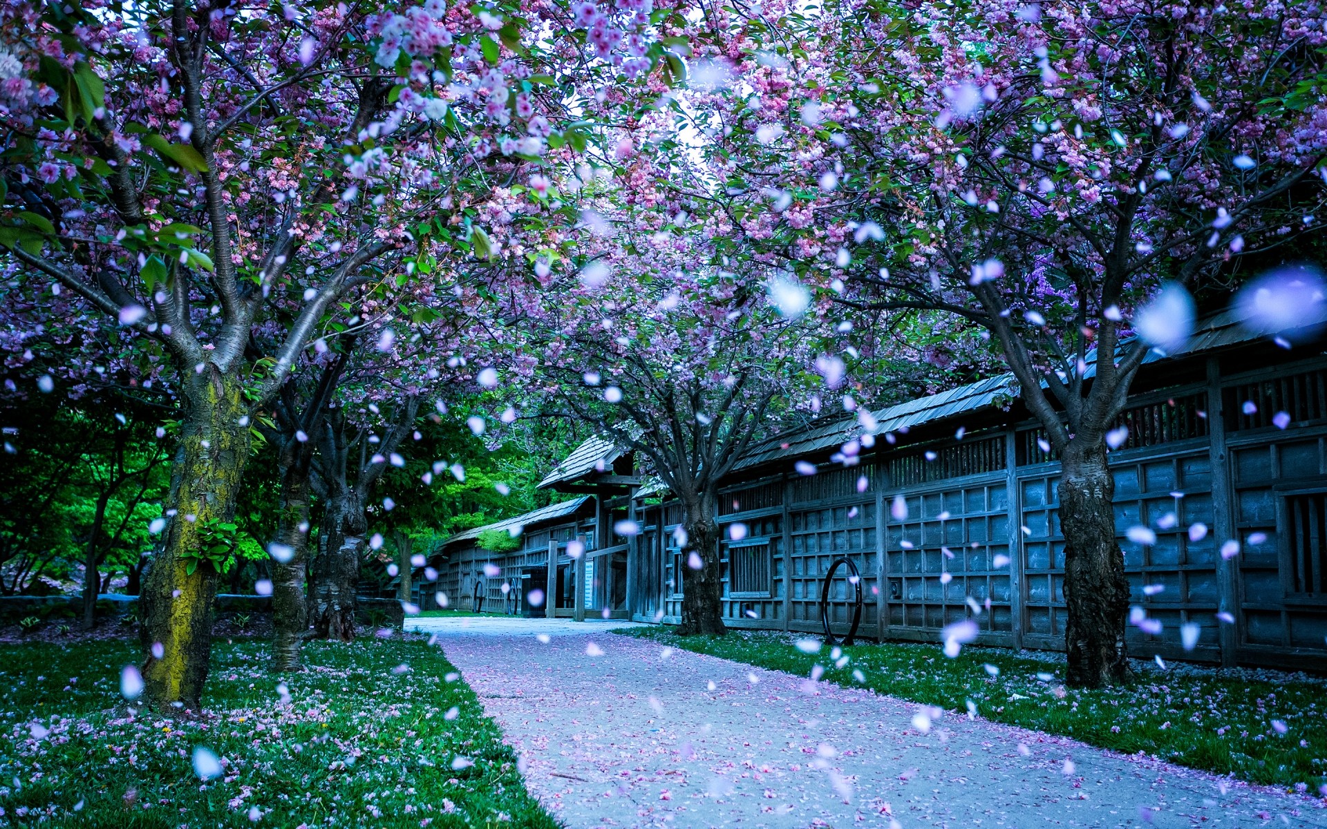 paesaggio fiore albero giardino parco paesaggio flora natura foglia stagione all aperto ramo primavera erba legno colore estate alberi