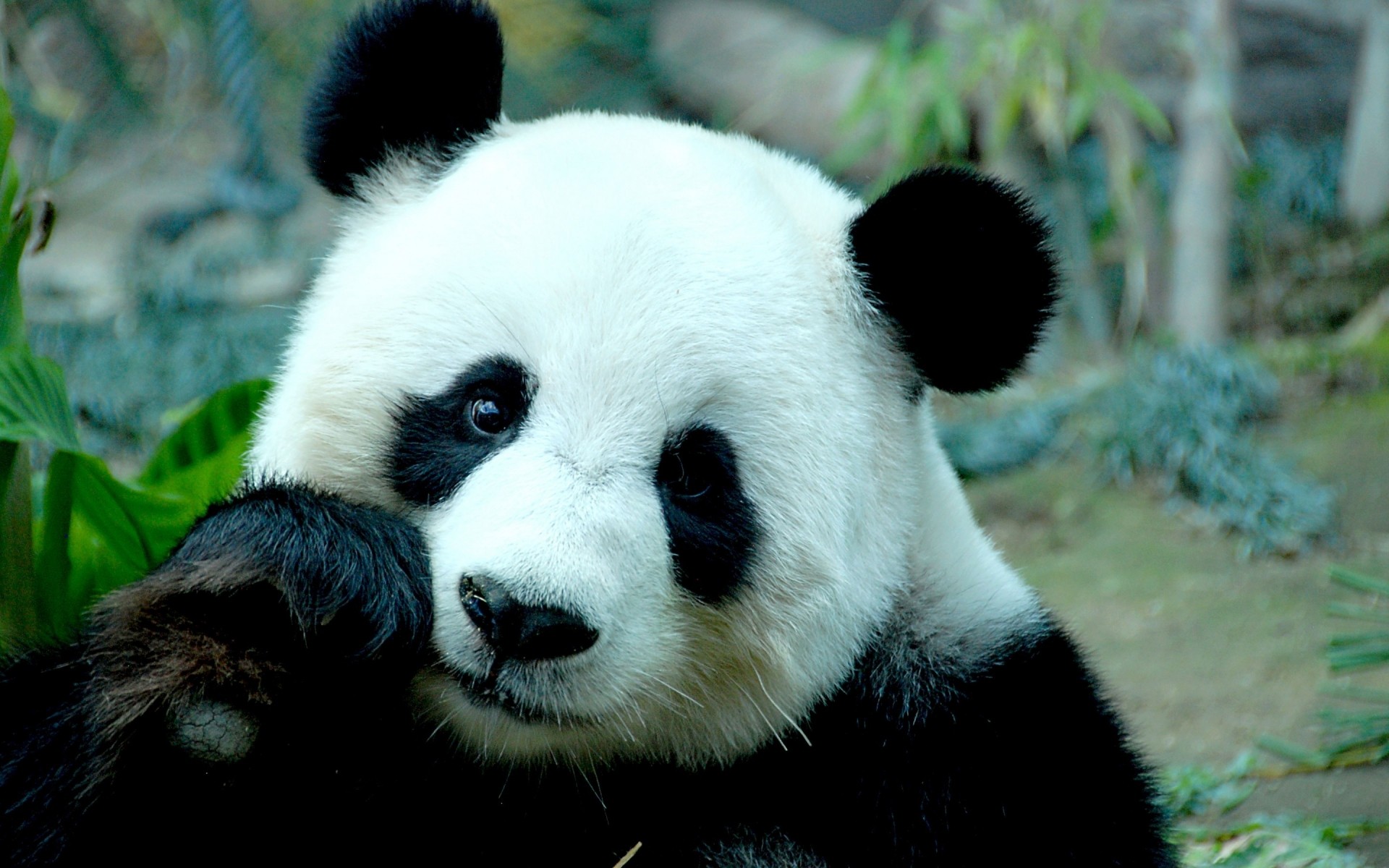 animaux mammifère panda la faune animal zoo nature sauvage mignon portrait herbe fourrure à l extérieur prédateur panda