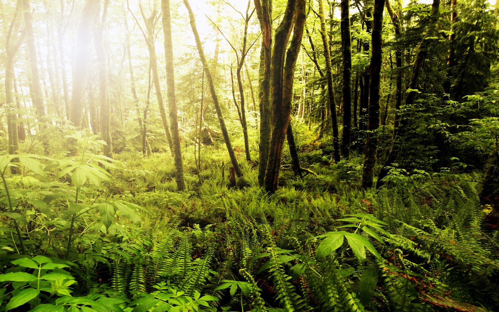 paesaggio legno natura paesaggio foglia albero lussureggiante fern parco ambiente alba all aperto foresta pluviale crescita bel tempo sole muschio scenico selvaggio sunbim foresta alberi