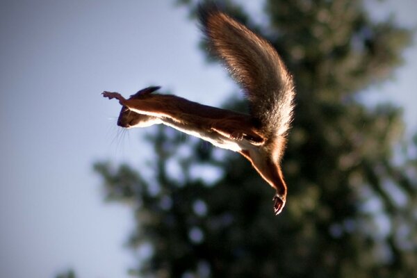 Fliegendes Eichhörnchen auf einem Tannenzweig Hintergrund