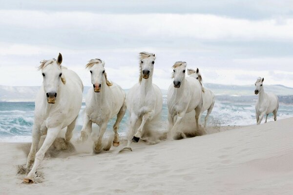 Caballos blancos corriendo por la arena blanca de la playa