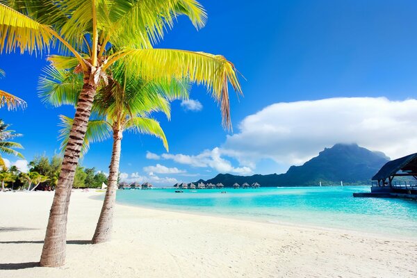 Paesaggio lagunare tropicale con palme