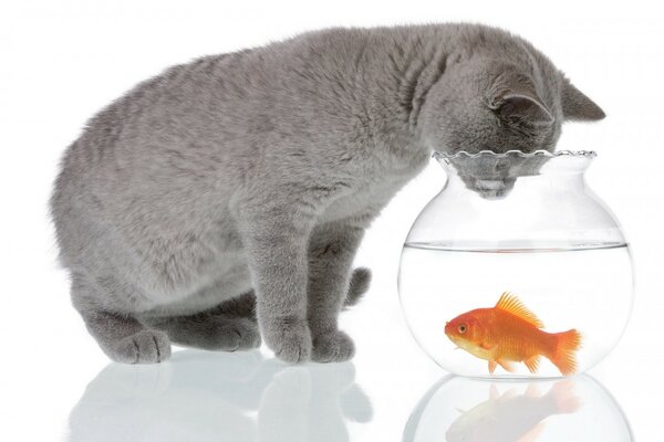 Gatto che gioca con il pesce nell acquario