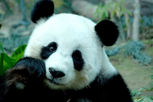 Niedliche Panda auf Natur Hintergrund