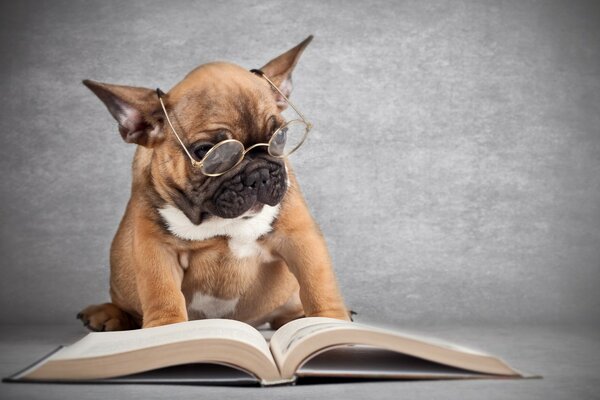 Cute bulldog reading a book