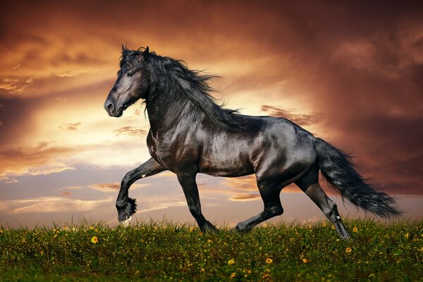 Das Pferd harzt auf dem Feld mit Blumen 