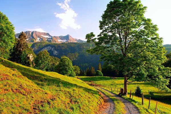 Il sole illumina il pendio della foresta e gli alberi