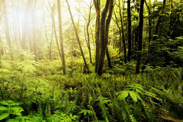 Forest landscape in the rays of the sun