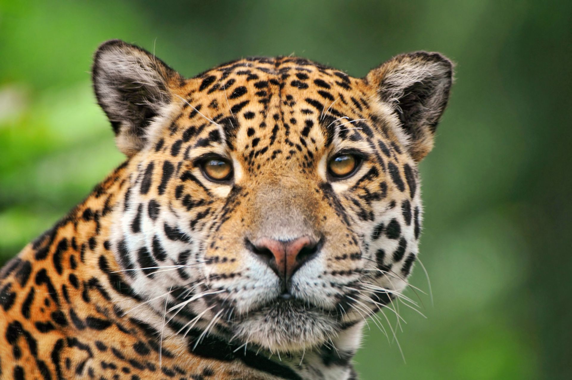 animals cat wildlife predator leopard animal jungle hunter eye mammal zoo