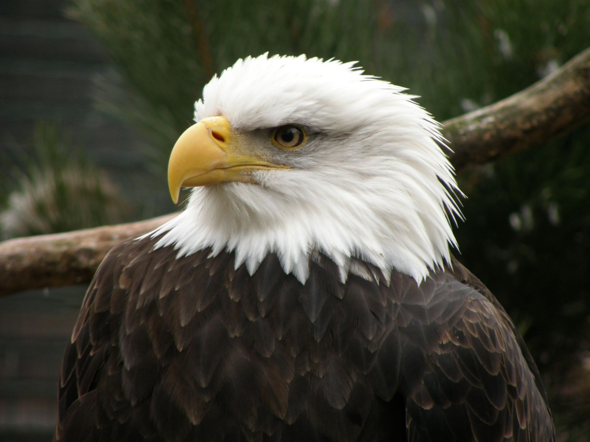 animales raptor águila águila calva presa pájaro calvo vida silvestre cetrería halcón depredador depredador majestuoso halcón pico naturaleza animal magnificencia cometa vuelo