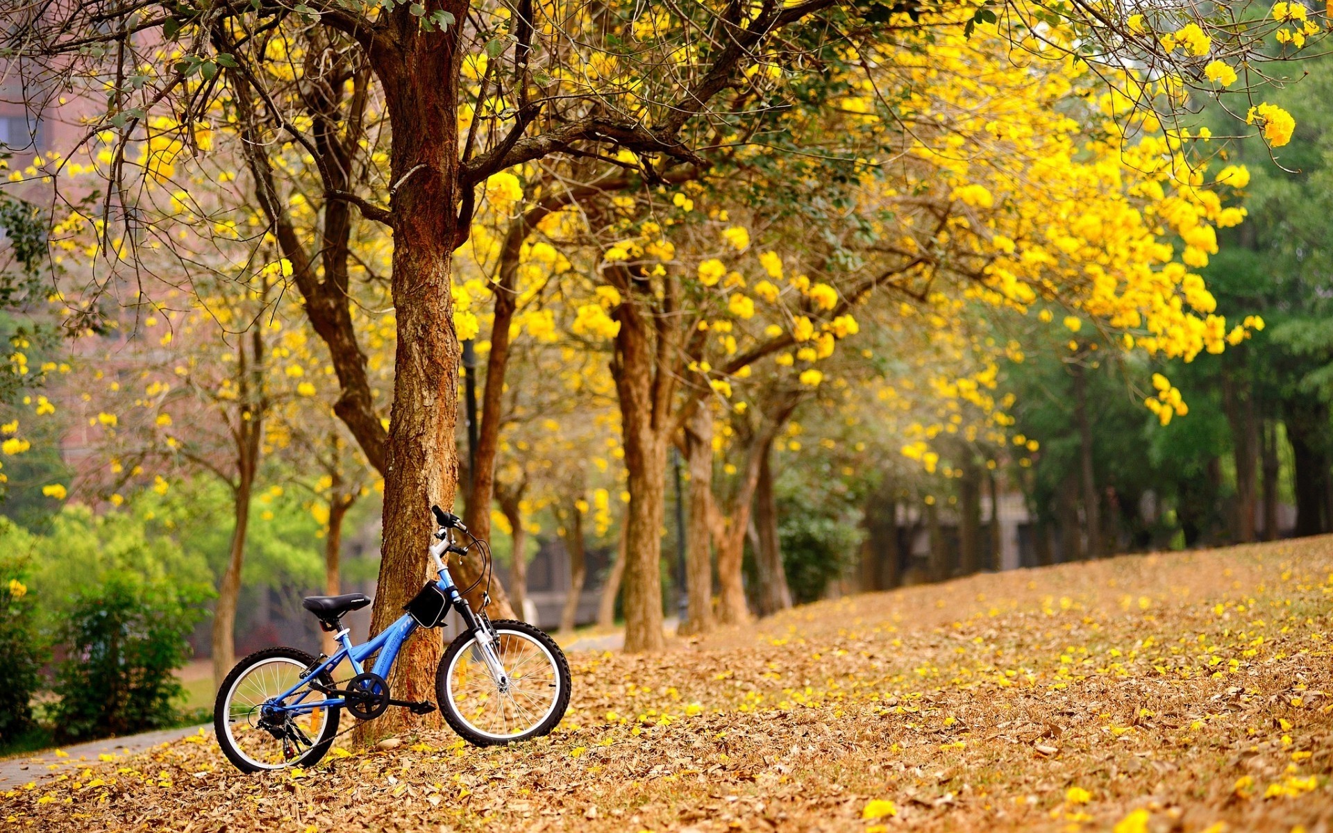 landscapes fall tree leaf nature wood season park outdoors flora landscape road branch color environment forest